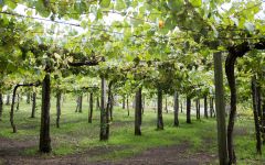 La Cana Winery Image