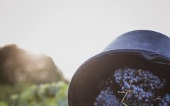 Les Lauzeraies Harvest Winery Image