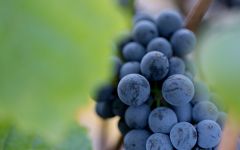 Eden Rift Vineyards Pinot Noir Clusters Winery Image