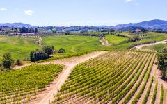 Castellani Vigneti Di Burchino Winery Image