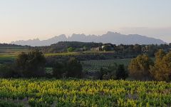 Vins el Cep Winery Image
