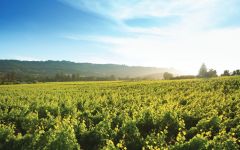 Matanzas Creek Winery Bennett Valley Winery Image