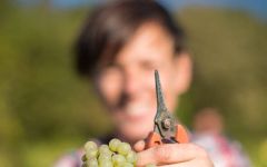 Colin Barollet Harvest Winery Image