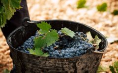 Bodegas La Purisma Harvest Winery Image