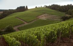 Archery Summit Winery Arcus Estate Vineyard Winery Image