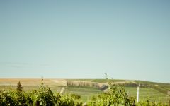 The Walls Vineyard Winery Image