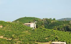 Avissi Avissi italy Winery Image