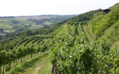 Pfaffl The Vineyard Winery Image