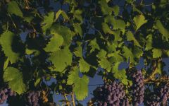 Luigi Bosca Grape Harvest Winery Image