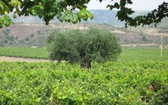 Cune Winery Image