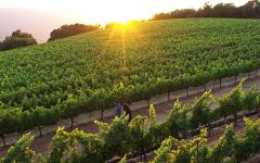 Leviathan Moon Mountain, Sonoma Winery Image
