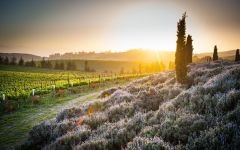 Walt Clos Pepe Vineyard, Central Coast AVA Winery Image