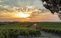 Biscaye Baie Biscaye Baie Vineyard View Winery Image