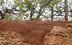 Penley Estate Terra Rossa Soils Winery Image