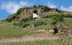 Dr. Loosen Winery Image