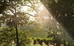 Ruffino Santedame Vineyards Winery Image