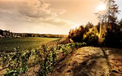 Cardinale Cabernet Sauvignon 2014 | Wine.com Cardinale Cabernet Sauvignon 2014 | Wine.com