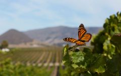 True Myth Paragon Vineyard Winery Image