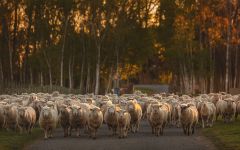 Dog Point Vineyard Sheep at the Entrance Winery Image