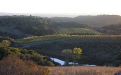 Chalk Hill Winery The Rolling Hills at Chalk Hill Winery Image