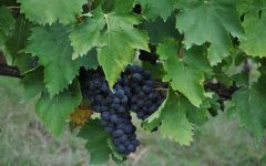 Castello di Monsanto Sangiovese Vines Winery Image