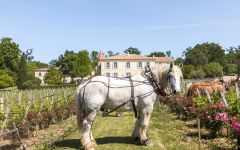 Chateau Troplong Mondot Horses in the Vineyard Winery Image