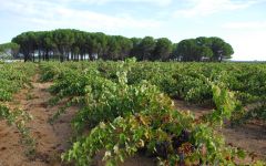 Bodegas Volver Bodegas Volver Vineyards Winery Image