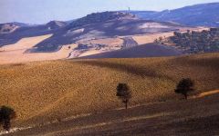 Di Majo Norante Molise Terrain Winery Image