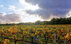 Chateau Paloumey Château Paloumey Vineyard Winery Image