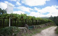 La Cana Bodegas La Cana Winery Image