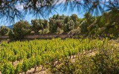 Pinol Winery Image