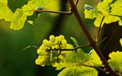 Laurenz V Gruner Vine Winery Image