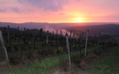 Castello di Verrazzano Vineyards at Sunset Winery Image
