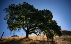 Far Mountain Far Mountain Grounds Winery Image