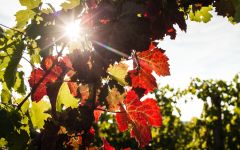 Tomaiolo Tomaiolo Vineyards Winery Image