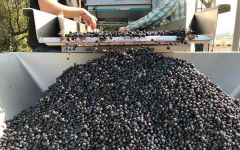 Band of Vintners Sorting Winery Image