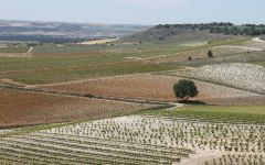 Emilio Moro Terroir in Ribera del Duero Winery Image