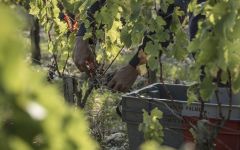 Chateau Palmer Hand Harvesting Winery Image