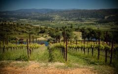 Bonterra Winery Image