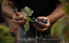 Chateau Leoube Picker at Léoube Winery Image