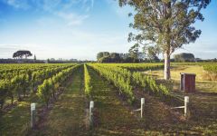Giesen Stump Creek Vineyard Winery Image