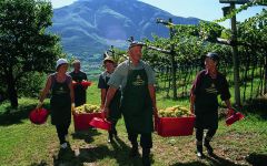Ferrari Ferrari Harvest Winery Image