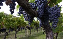 Tascante Nerello Mascalese  Winery Image