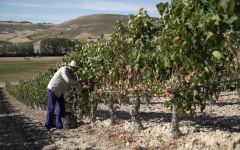 Bodegas Protos Protos Manual Harvesting Winery Image
