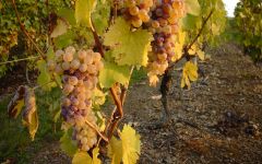 Domaine des Baumard Chenin Blanc Grapes Winery Image