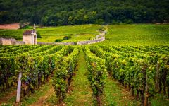 R. Dutoit Dutoit Vineyards Winery Image