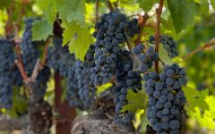 Calculated Risk Almost Harvest Winery Image