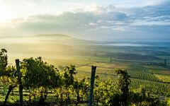 Hans Wirsching Harvest Winery Image