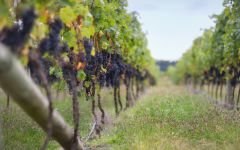 Villa Maria Gimblett Gravels Winery Image