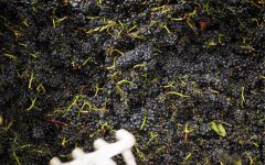 Angeline Angeline Makes 100% Pinot Noir Winery Image